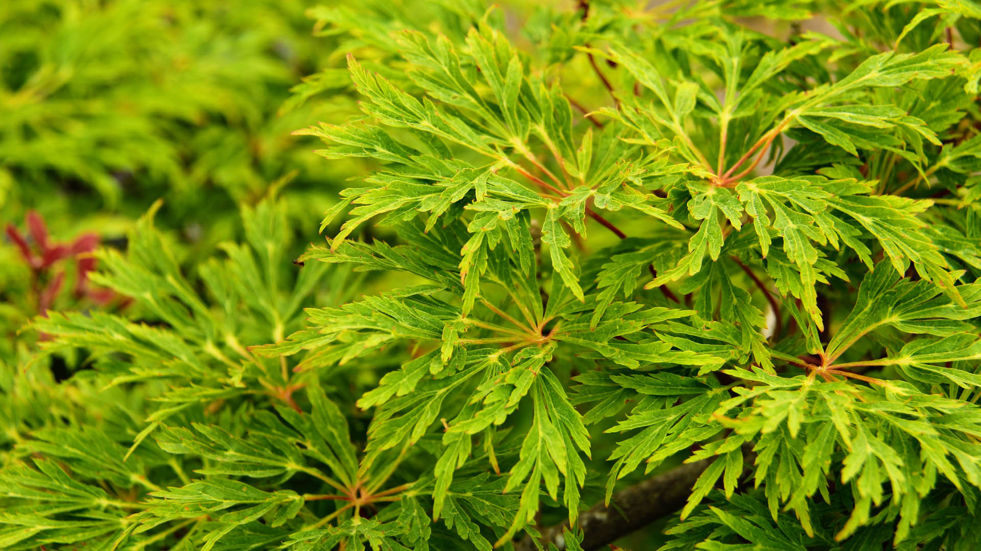 Japanese Maple &