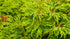 Japanese Maple &