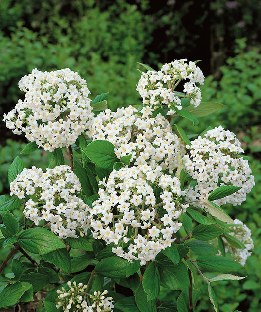 Viburnum &
