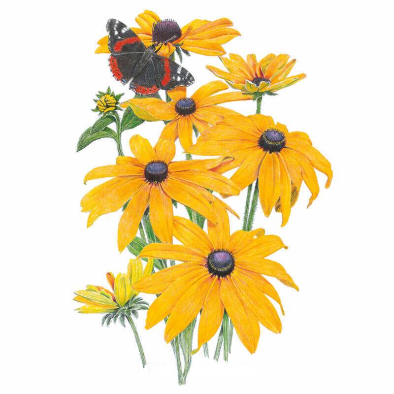 Black Eyed Susan Vine Seed Packet seed packet photo