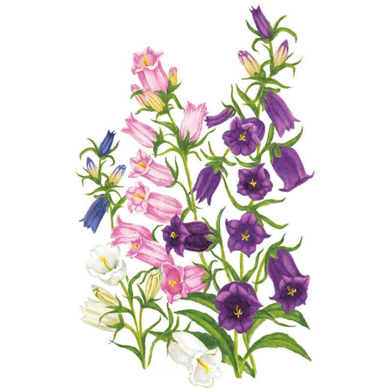 Canterbury Bells Stambook Seed Packet seed packet photo