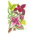 Coleus Rainbow Blend Seed Packet seed packet photo