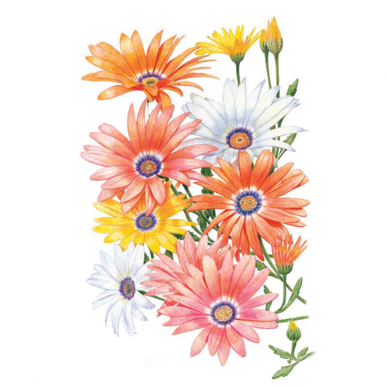 African Daisy Cape Marigold Seed Packet seed packet photo
