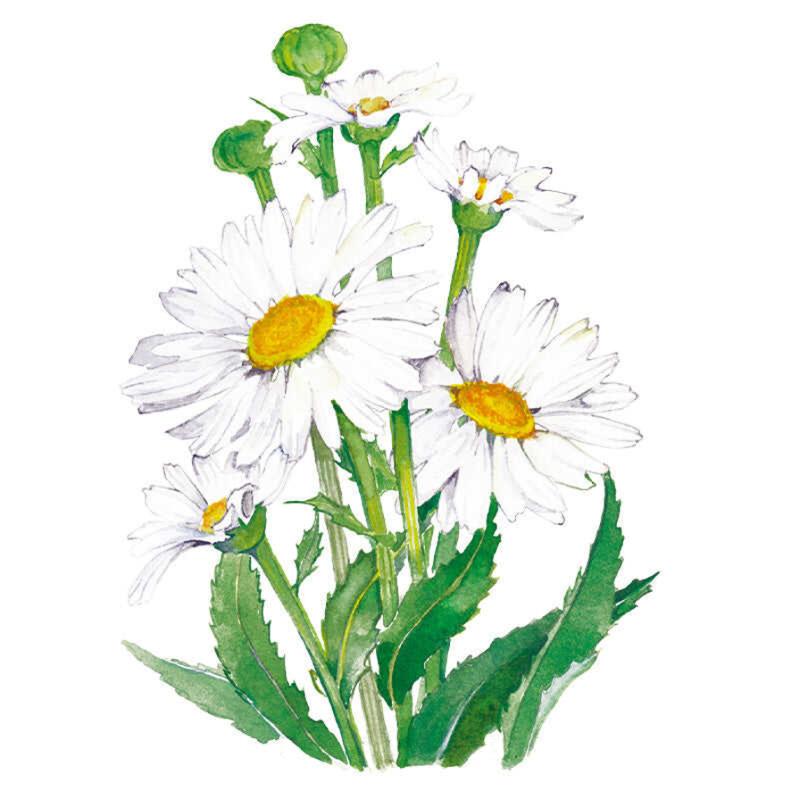 Shasta Daisy Alaska seed packet photo
