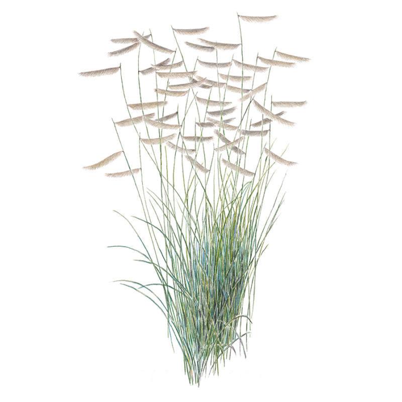Grass Blue Grama Seeds seed packet photo