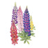 Lupine Russell Blend Seed Packet seed packet photo