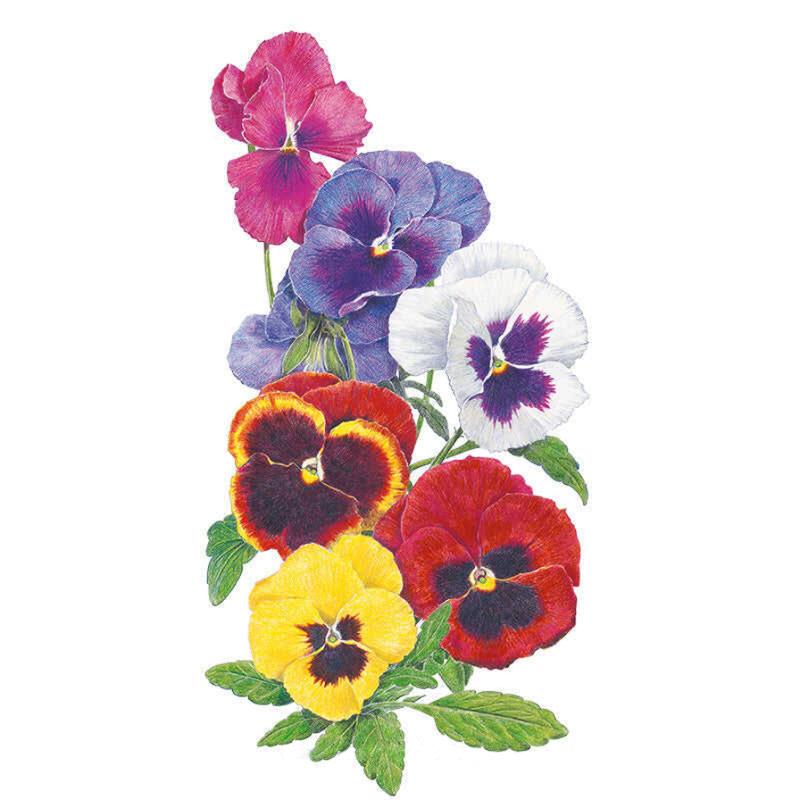 Pansy Sweet Giants Blend seed packet photo