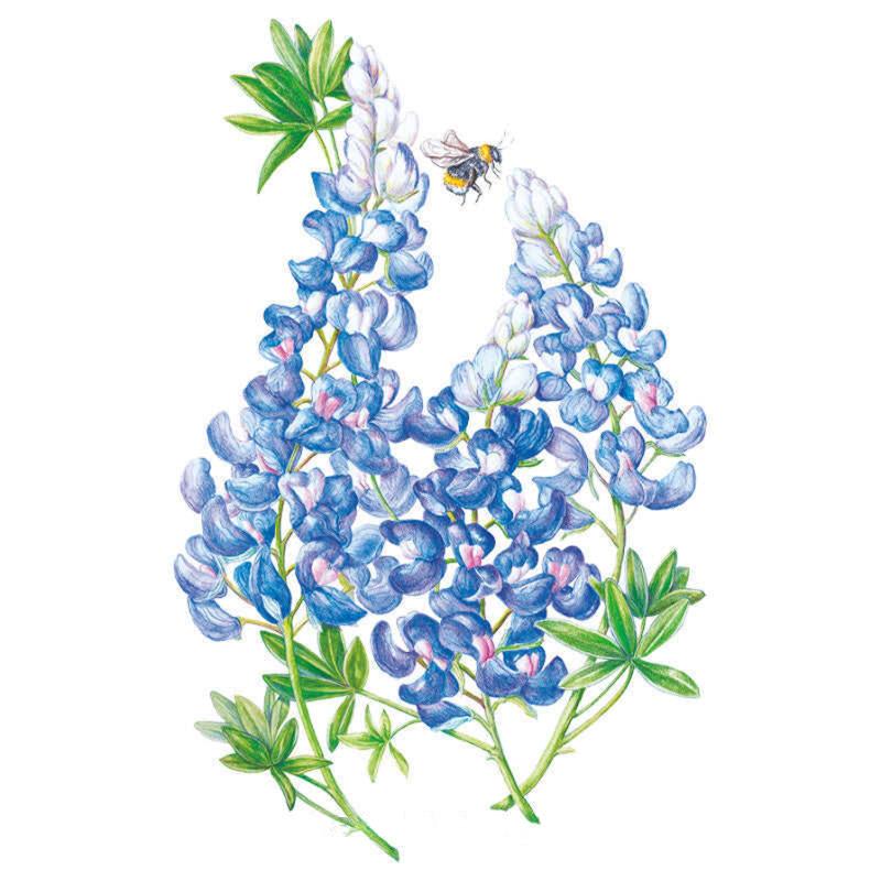 Bluebonnet Seed Packet seed packet photo