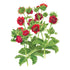 Cinquefoil Seed Packet seed packet photo