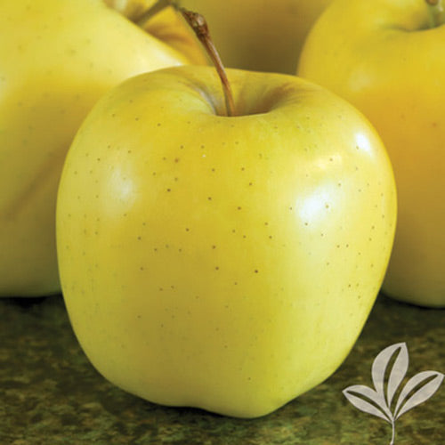 Yellow Delicious Tree 