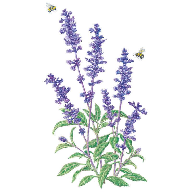 Salvia Blue Victory Seed Packet seed packet photo
