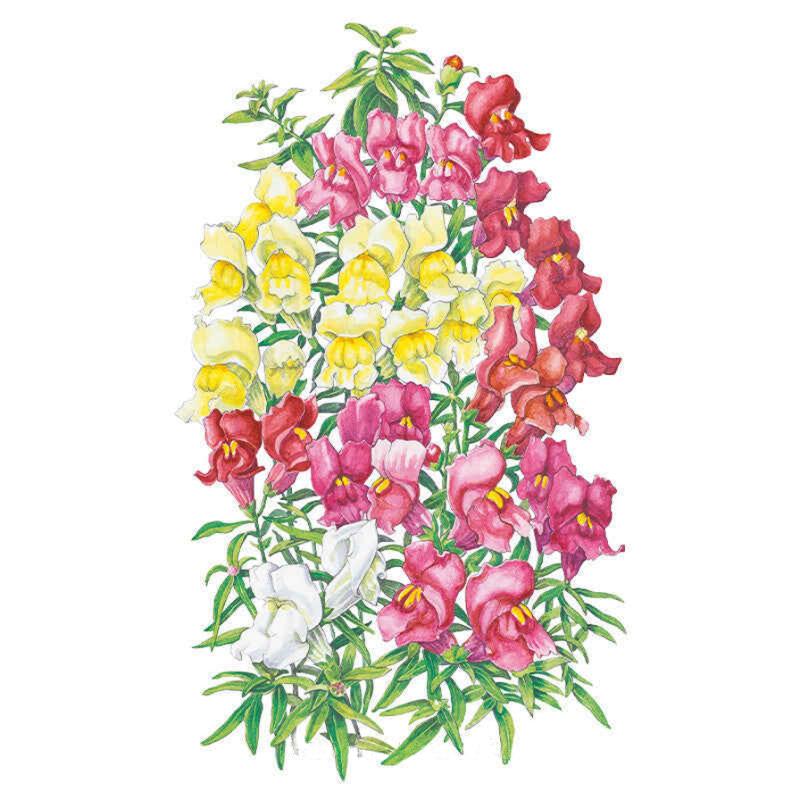 Snapdragon Magic Carpet Seed Packet seed packet photo