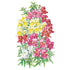 Snapdragon Magic Carpet Seed Packet seed packet photo