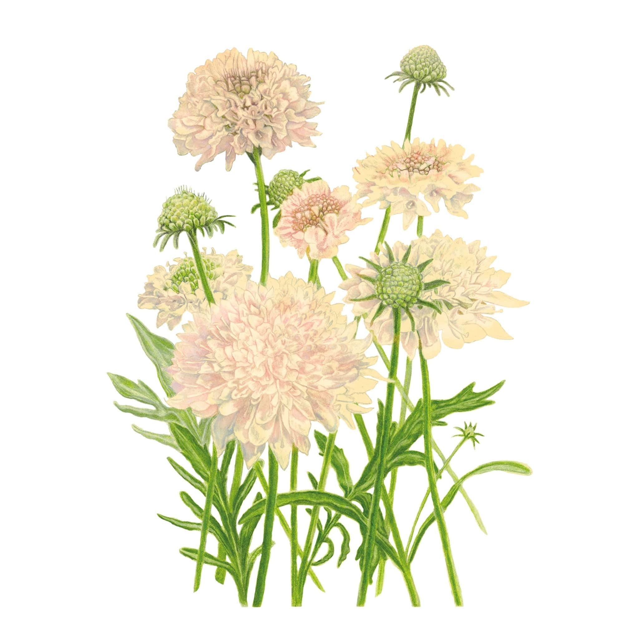 Scabiosa Fata Morgana Seed Packet seed packet photo