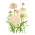Scabiosa Fata Morgana Seed Packet seed packet photo