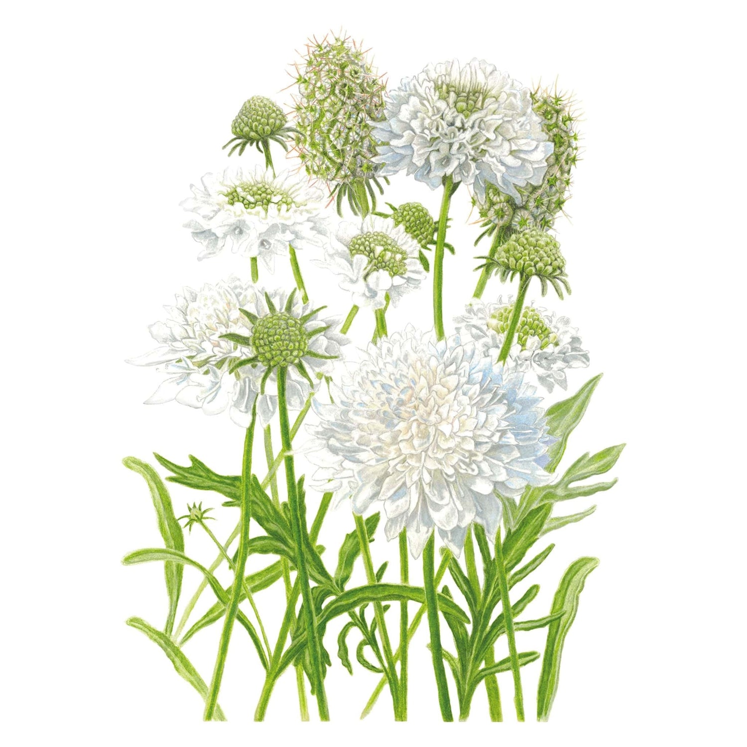 Scabiosa Snowmaiden Seed Packet seed packet photo