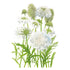 Scabiosa Snowmaiden Seed Packet seed packet photo