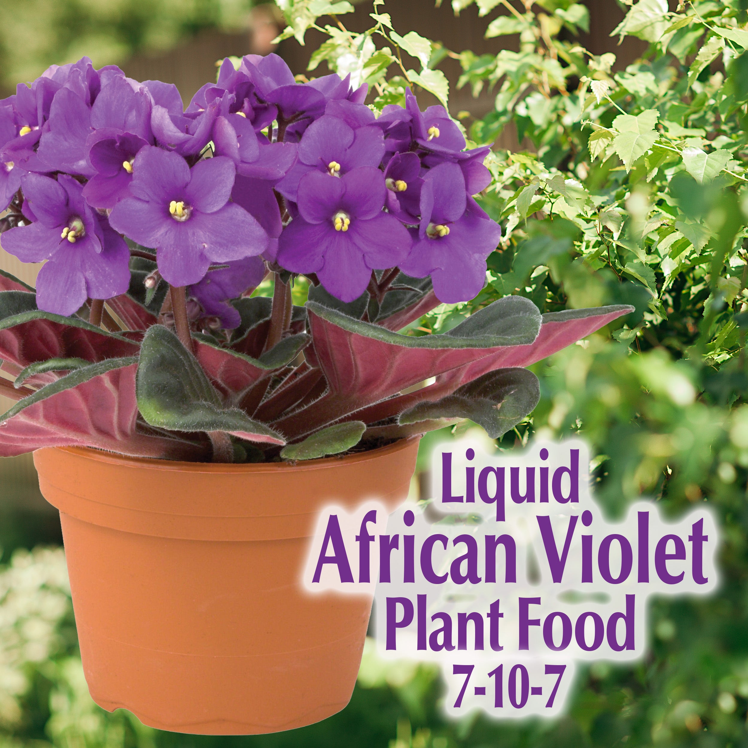 Liquid African Violet Food 8 oz