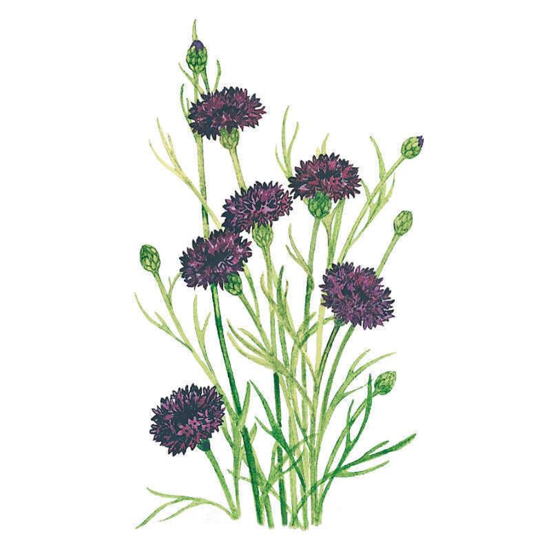 Bachelors Button Black Magic Seed Packet seed packet photo