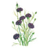 Bachelors Button Black Magic Seed Packet seed packet photo