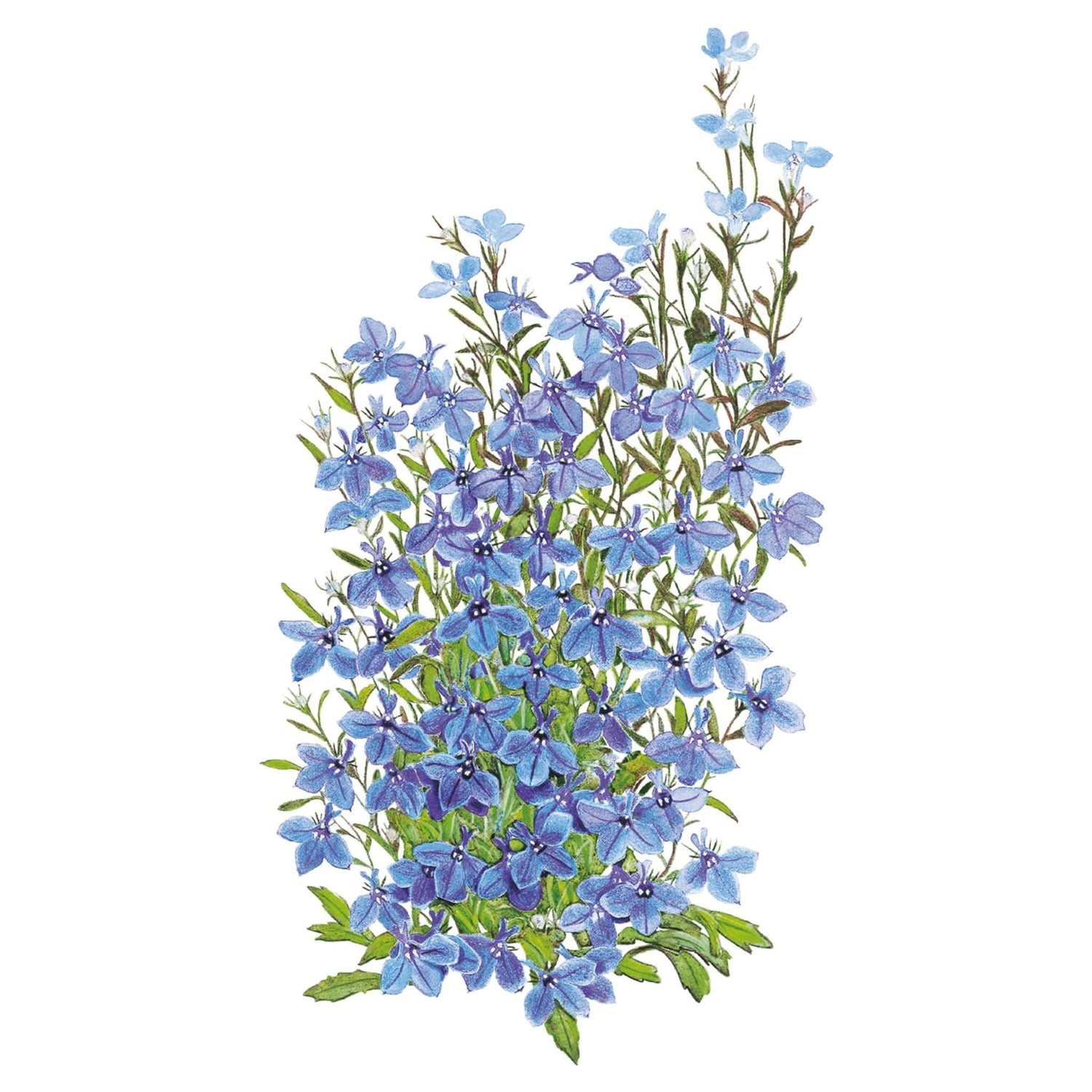 Lobelia Cambridge Blue Seed Packet seed packet photo