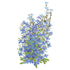 Lobelia Cambridge Blue Seed Packet seed packet photo