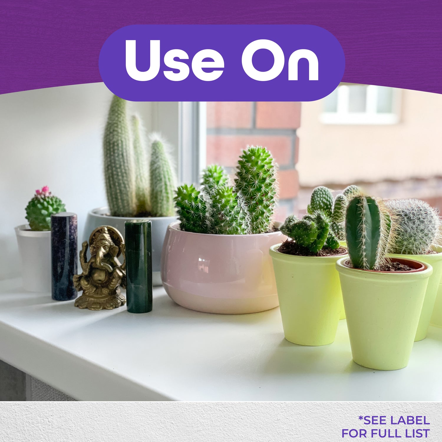 Bonide Liquid Cactus Plant Food