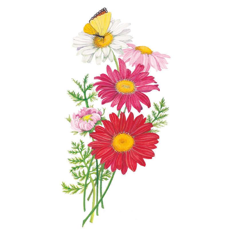 Painted Daisy Robinson Blend seed packet photo