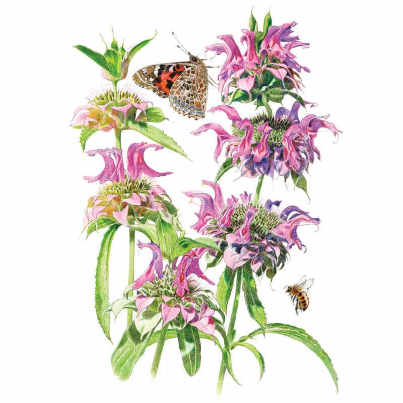Bee Balm Lambada Seeds seed packet photo
