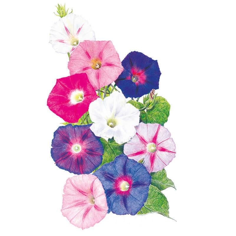 Morning Glory Sunrise Blend Seed Packet seed packet photo
