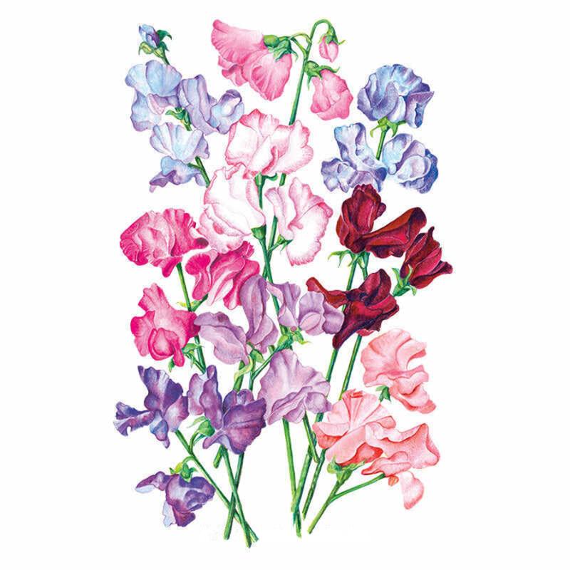 Sweet Pea Bouquet Seed Packet seed packet photo