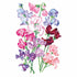 Sweet Pea Bouquet Seed Packet seed packet photo