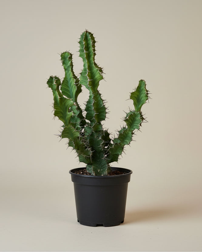 14" Euphorbia Zig Zag plant photo