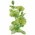 Zinnia Envy Seed Packet seed packet photo