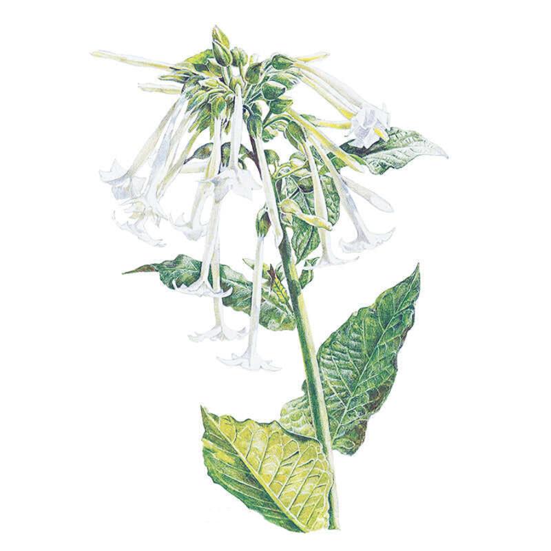 Nicotiana Indian Peace Pipe Seed Packet seed packet photo