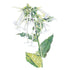 Nicotiana Indian Peace Pipe Seed Packet seed packet photo