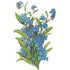 Forget Me Not Victoria Blue Seed Packet seed packet photo