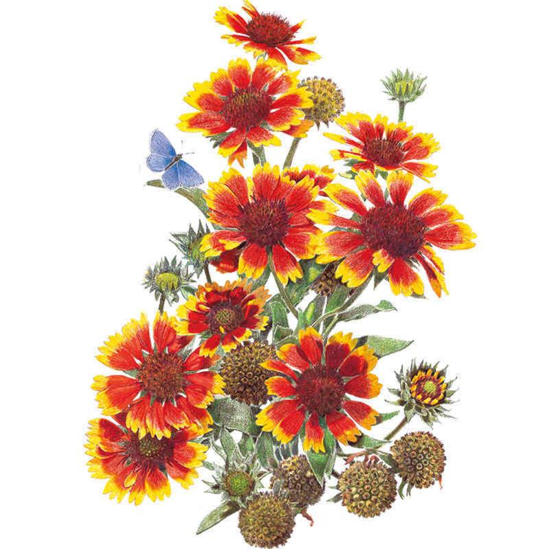 Gaillardia Goblin Seed Packet seed packet photo