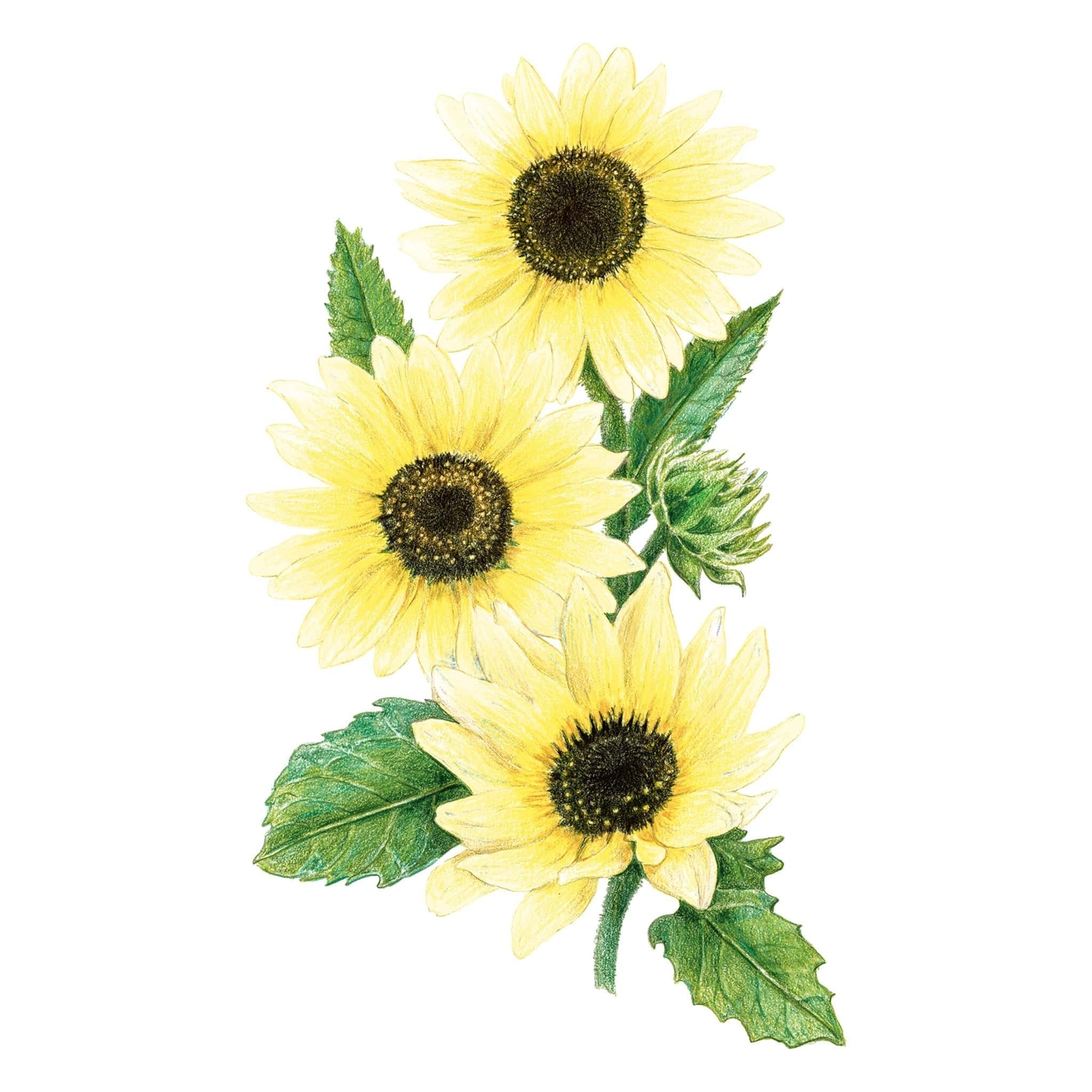 Sunflower Vanilla Ice Seed Packet seed packet photo