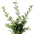 Conventional Bay Laurel Herb plant photo
