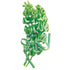 Bells of Ireland Seed Packet seed packet photo