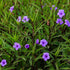 10" Ruellia Purple Showers Bush plant photo