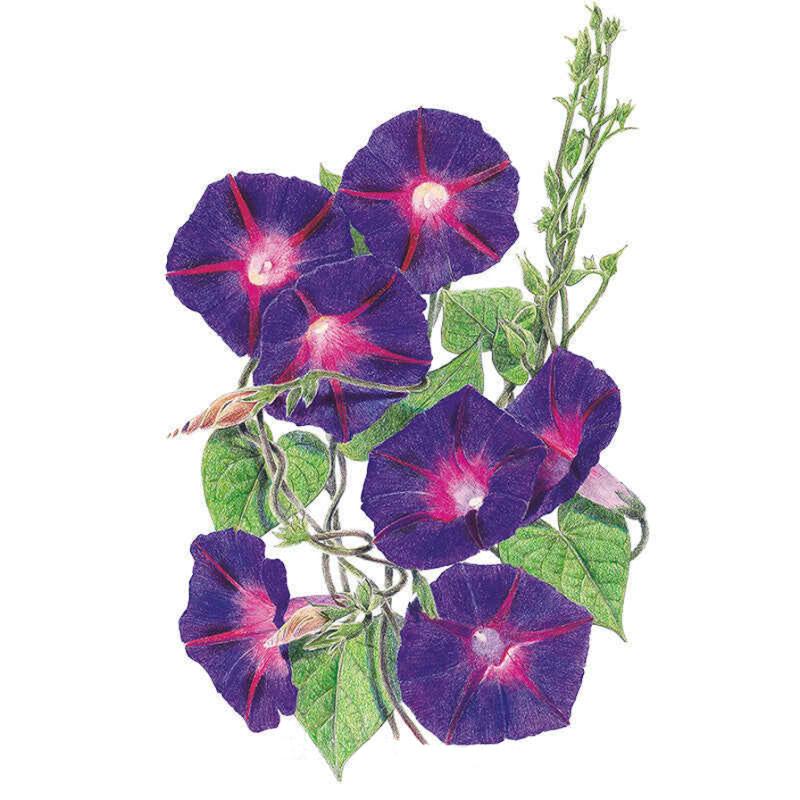 Morning Glory Grandpa Ott Seed Packet seed packet photo