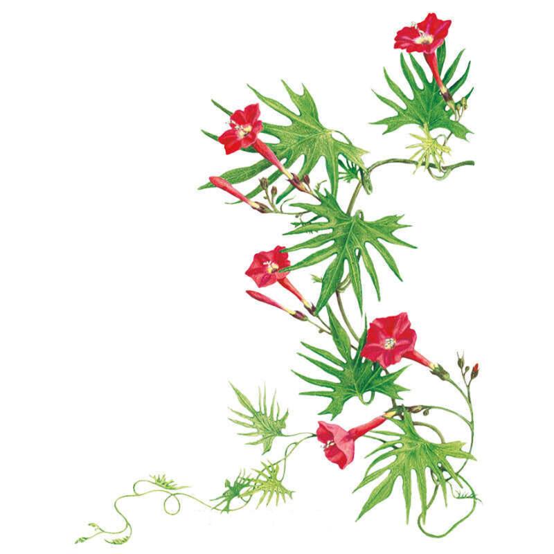 Cardinal Climber Seed Packet seed packet photo