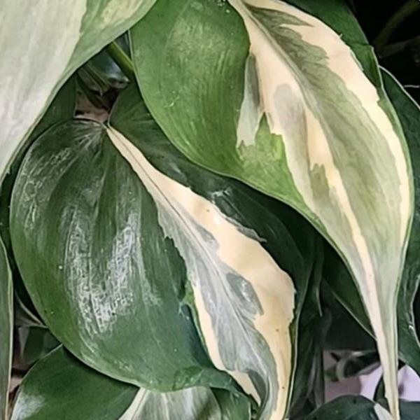 4" Philodendron Rio plant photo