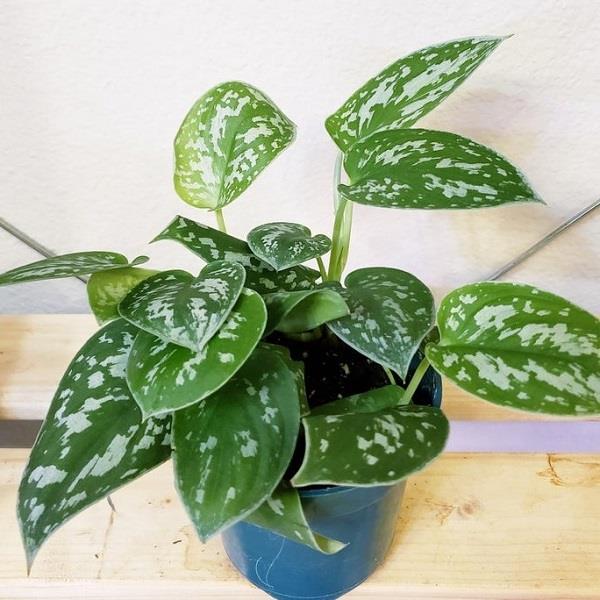 6" Scindapsus Pictus plant photo