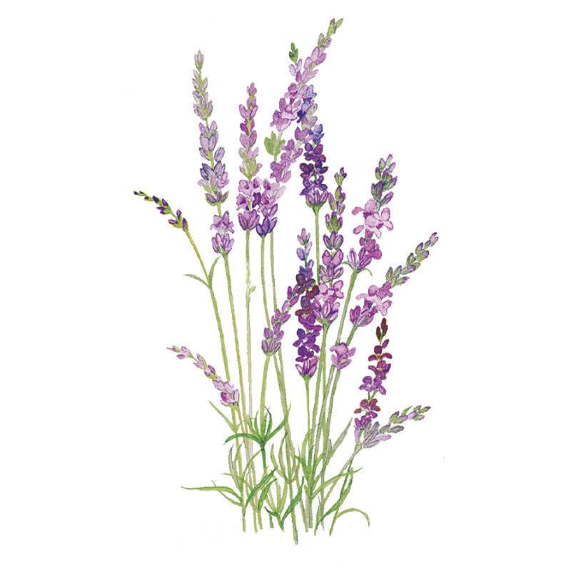 Lavender English Tall Seed Packet seed packet photo