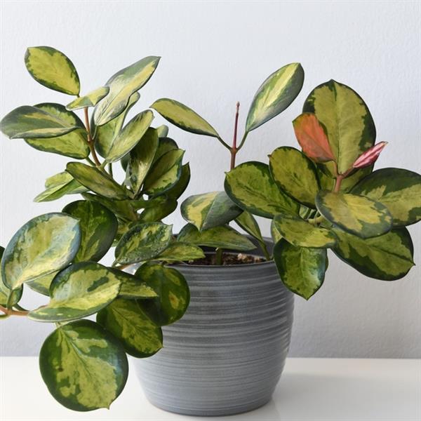 4" Hoya Lisa plant photo