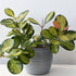4" Hoya Lisa plant photo