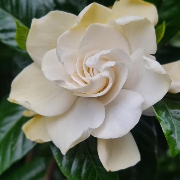 12" Gardenia Aimee Std plant photo